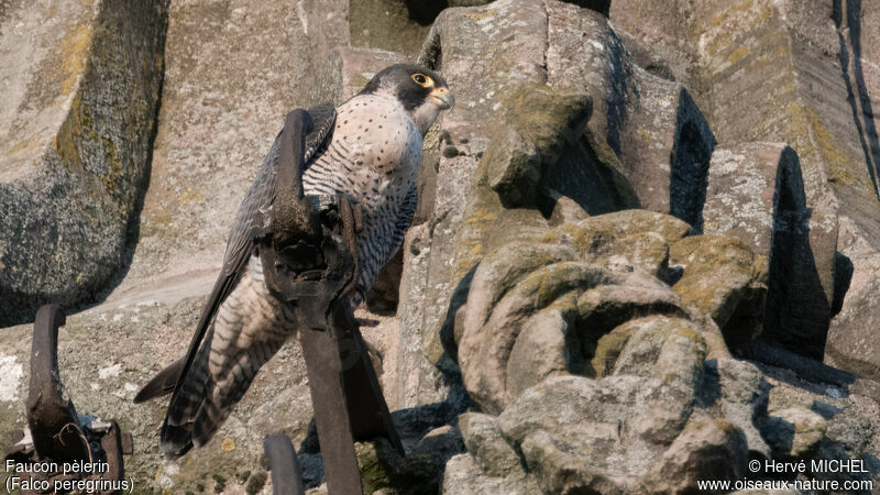 Peregrine Falcon