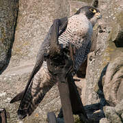 Peregrine Falcon