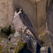 Peregrine Falcon