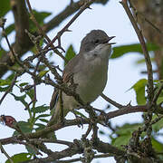 Lesser Whitethroat