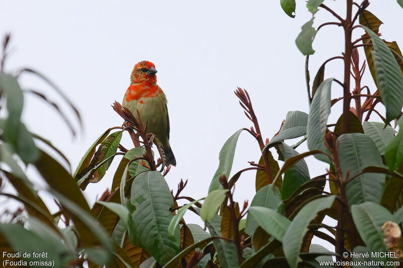 Forest Fody male adult breeding