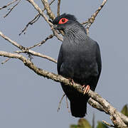 Madagascar Blue Pigeon