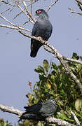 Madagascar Blue Pigeon