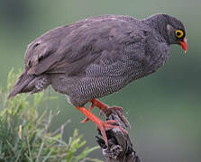 Francolin à bec rouge