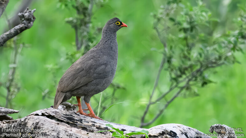 Red-billed Spurfowl