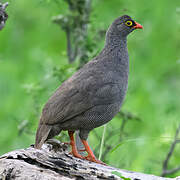 Red-billed Spurfowl