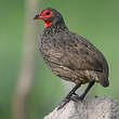 Francolin de Swainson