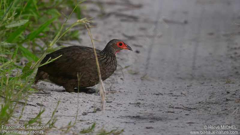 Francolin de Swainson