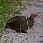 Francolin de Swainson