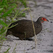 Swainson's Spurfowl