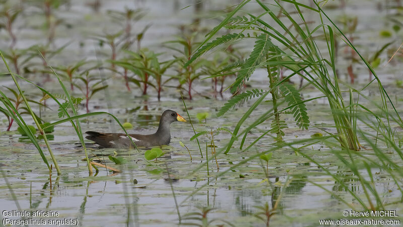 Gallinule africaine