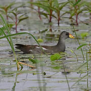 Gallinule africaine