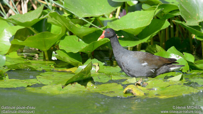 Gallinule poule-d'eau