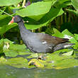 Gallinule poule-d'eau