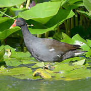 Common Moorhen