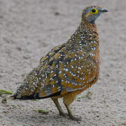 Burchell's Sandgrouse