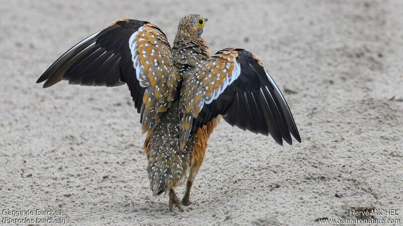 Burchell's Sandgrouse