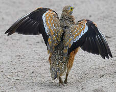 Burchell's Sandgrouse