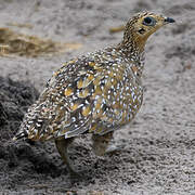 Burchell's Sandgrouse