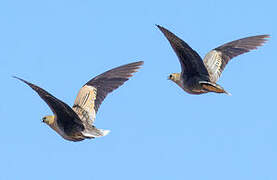 Madagascar Sandgrouse