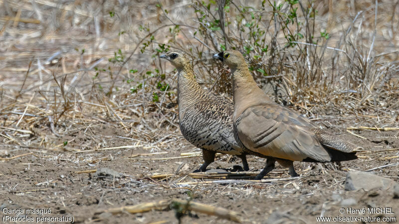 Madagascar Sandgrouseadult