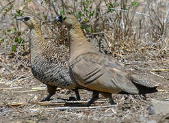 Madagascar Sandgrouse