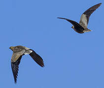 Madagascar Sandgrouse