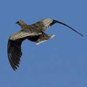 Madagascar Sandgrouse