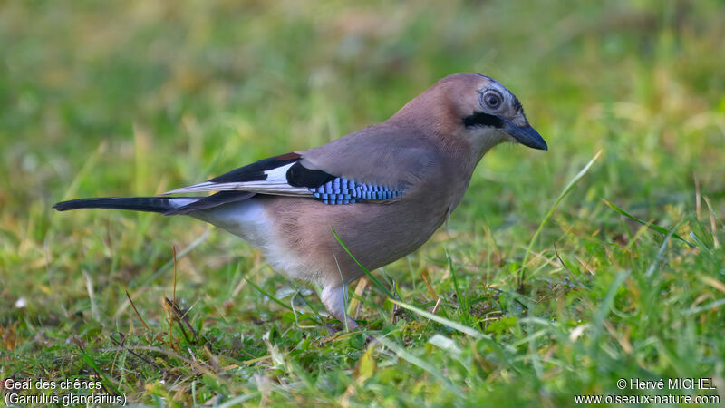 Eurasian Jay