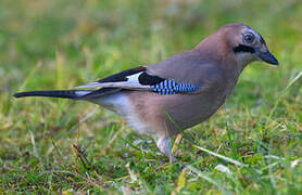 Eurasian Jay