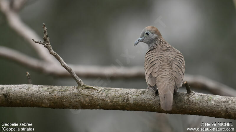 Zebra Dove