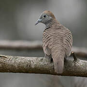 Zebra Dove