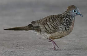 Zebra Dove