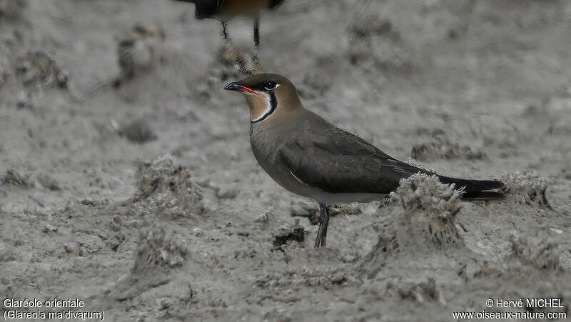 Oriental Pratincole