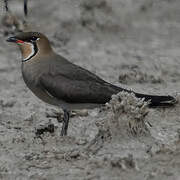 Oriental Pratincole