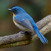 Indochinese Blue Flycatcher