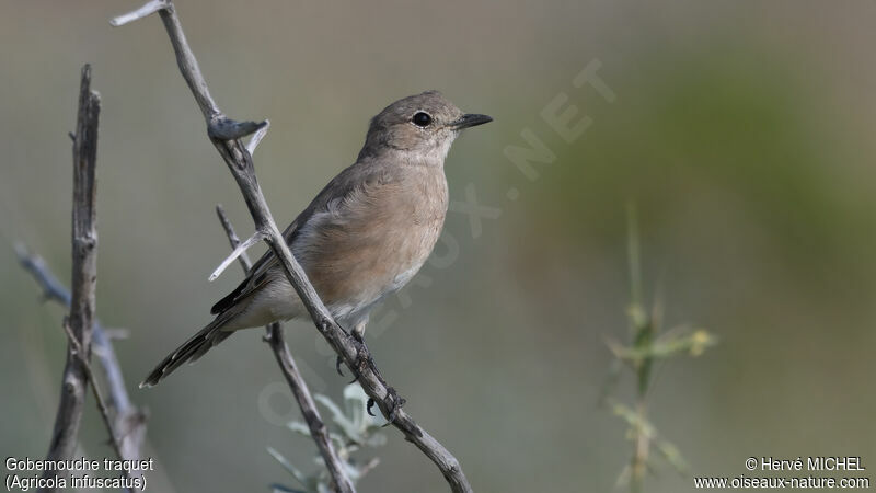 Chat Flycatcher