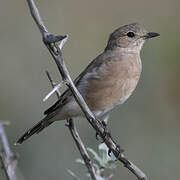 Chat Flycatcher