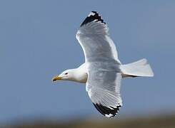 Mongolian Gull