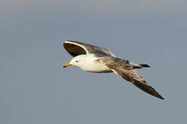 Mongolian Gull