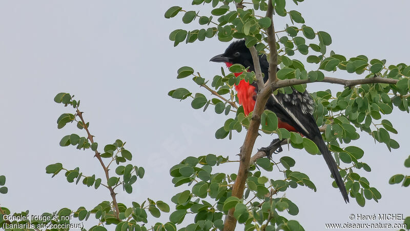 Gonolek rouge et noir