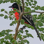 Gonolek rouge et noir