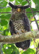 Spot-bellied Eagle-Owl