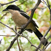 Tropical Boubou