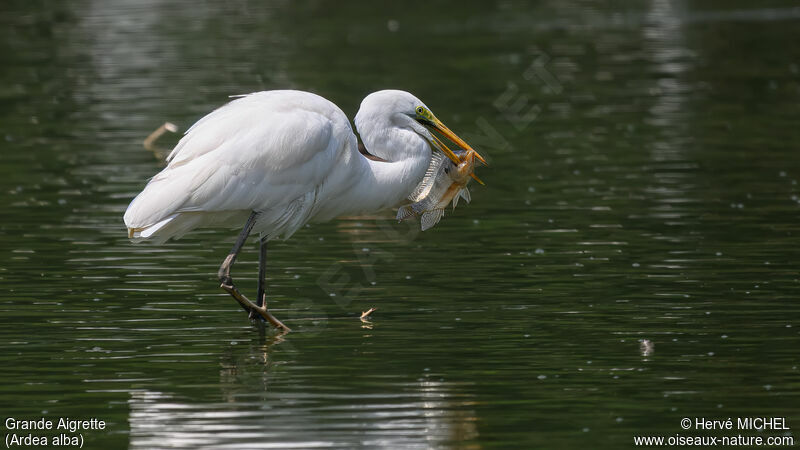 Grande Aigrette