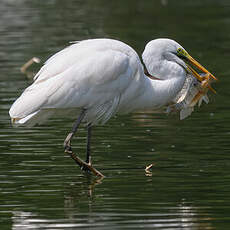 Grande Aigrette