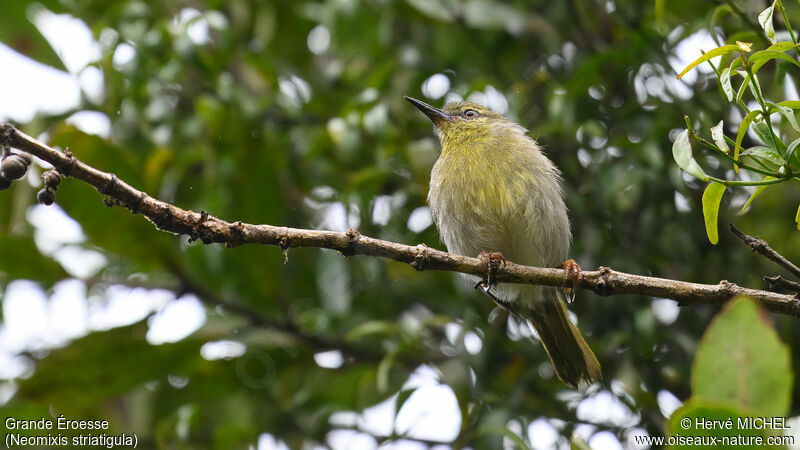 Stripe-throated Jery male adult breeding