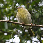 Stripe-throated Jery