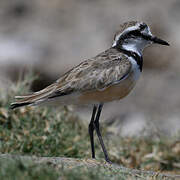 Madagascar Plover