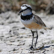 Madagascar Plover